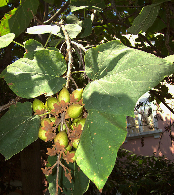 Изображение особи Paulownia tomentosa.