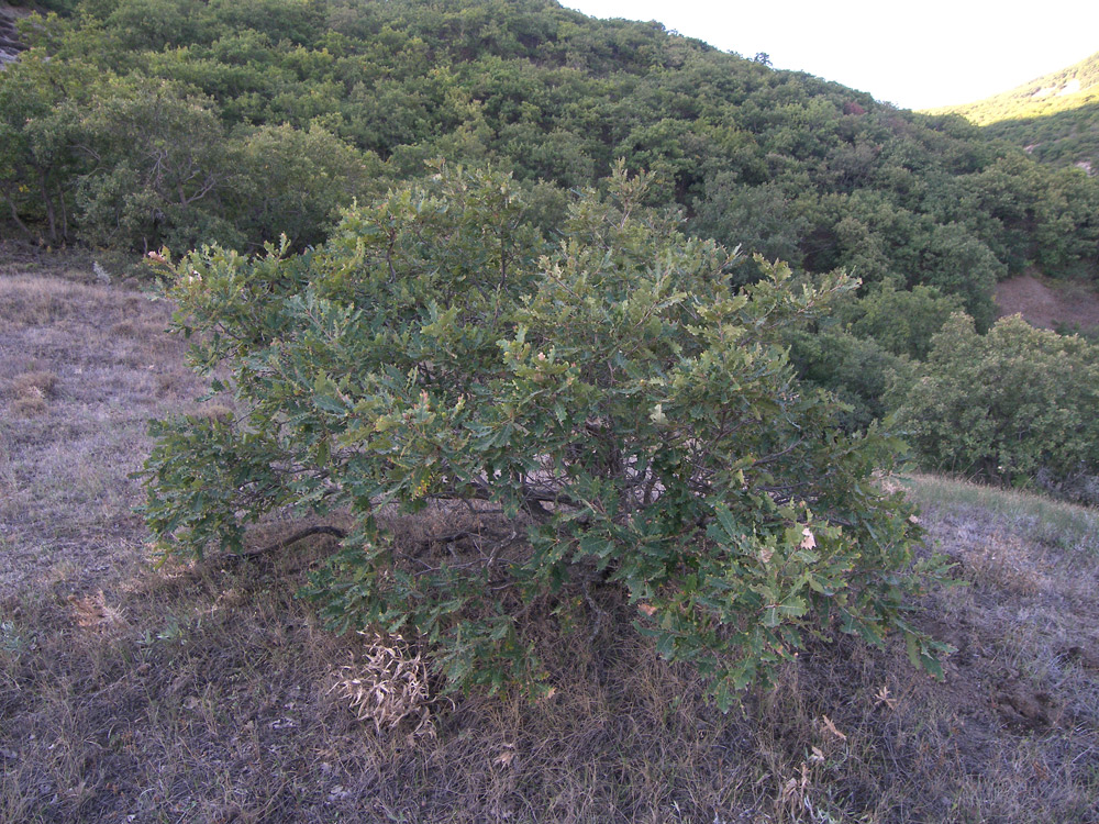 Изображение особи Quercus petraea.