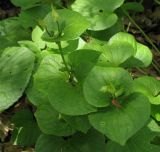 Viola mirabilis