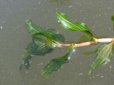 Potamogeton × cognatus. Верхушка побега. Украина, Запорожье, мелководье р. Днепр. 12.07.2009.