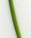 Brunnera sibirica
