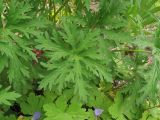 Geranium pratense