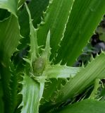 Eryngium monocephalum