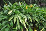 Heliconia angusta. Цветущее растение. Таиланд, национальный парк Си Пханг-нга. 19.06.2013.