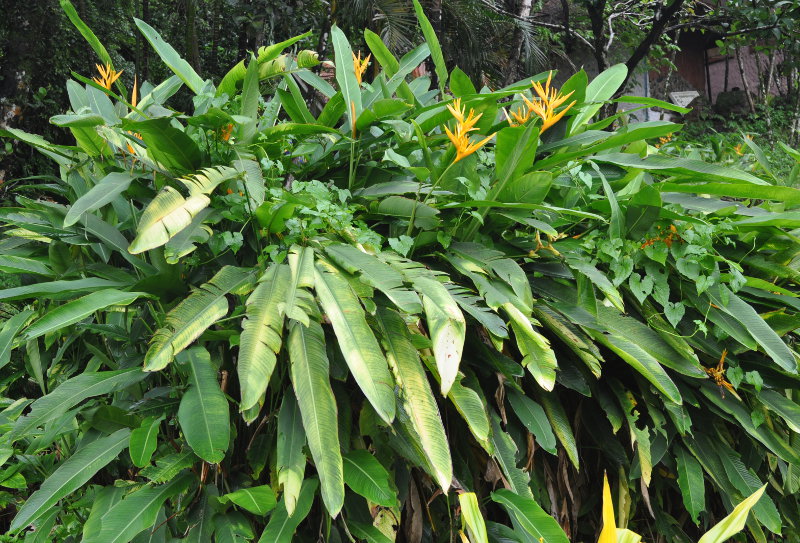 Изображение особи Heliconia angusta.
