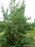 Pinus sylvestris