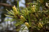 Pinus densiflora