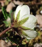 Dryas octopetala. Цветок (вид со стороны чашечки). Архангельская обл., Пинежский р-н, восточные окр. Пинежского заповедника, карстовый лог. 21.06.2013.