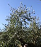 Olea europaea. Крона старого растения. Германия, г. Essen, Grugapark. 29.09.2013.