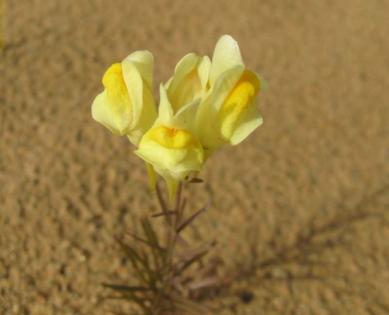 Изображение особи Linaria vulgaris ssp. arenosa.