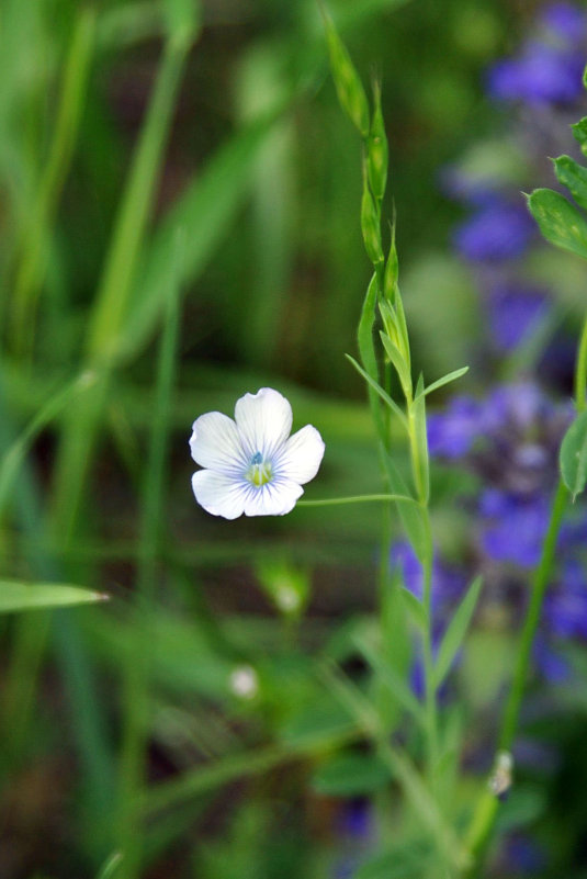 Изображение особи род Linum.