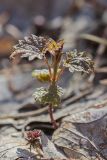 Urtica dioica. Молодой побег. Ростовская обл., Аксайский р-н, окр. хут. Александровка, байрачные заросли. 22.03.2014.