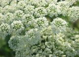 Heracleum stevenii. Части соцветий. Черноморское побережье Кавказа, Новороссийск, Маркотхский хребет, отрог горы Лысая-Новороссийская. 21 мая 2014 г.