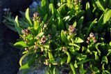 Tripolium pannonicum ssp. tripolium
