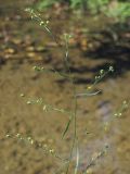 Bupleurum boissieri