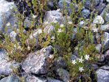 Stellaria crassifolia. Побеги с соцветиями на каменистой супралиторали. Кольский п-ов, побережье Восточного Мурмана, губа Дальнезеленецкая, Дальний Пляж. 03.08.2009.