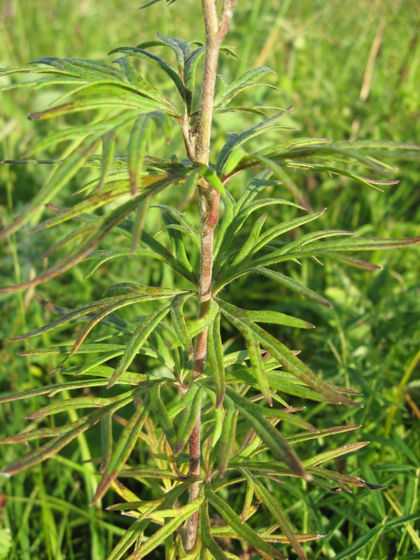 Изображение особи Aconitum volubile.