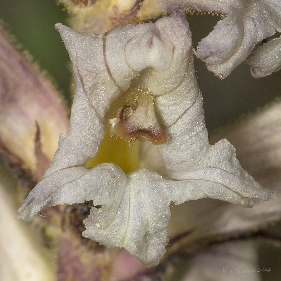 Image of Orobanche lutea specimen.