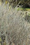 Ephedra nevadensis. Часть кроны вегетирующего кустарника. США, Калифорния, Санта-Барбара, ботанический сад. 18.02.2014.