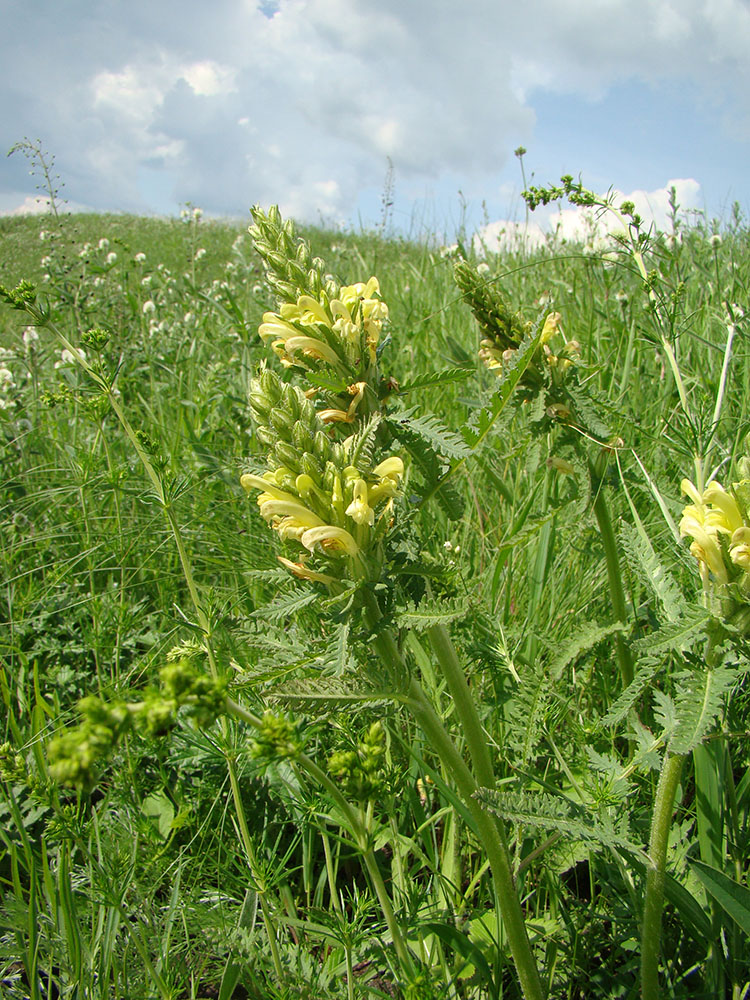 Изображение особи Pedicularis kaufmannii.