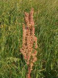 Rumex crispus