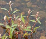 Persicaria lapathifolia