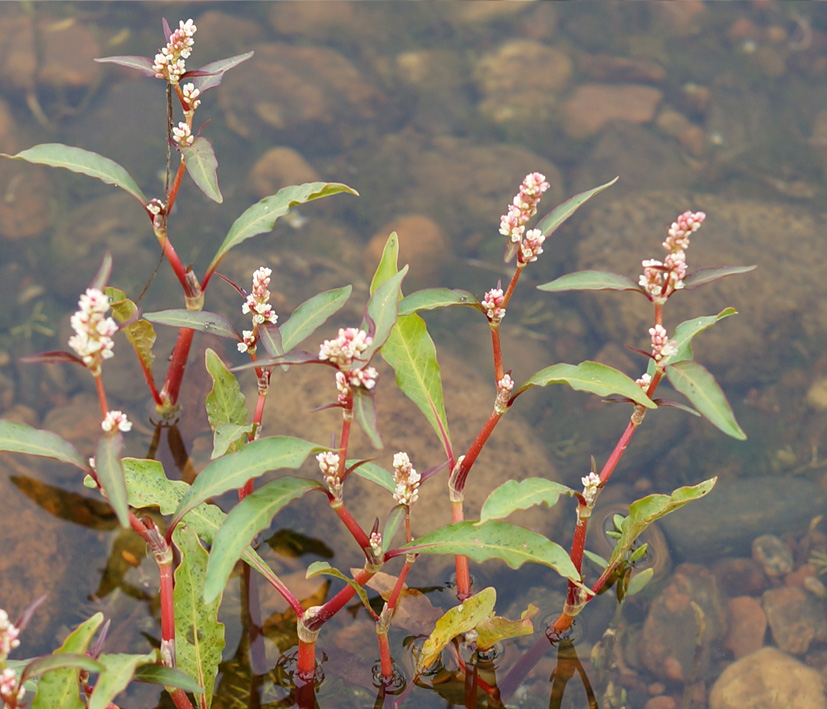 Изображение особи Persicaria lapathifolia.