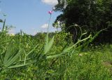 Lathyrus hirsutus