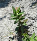 Hieracium scabiosum