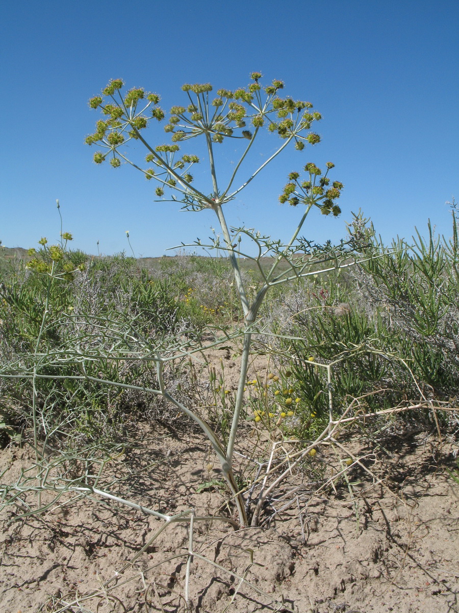 Изображение особи Ferula karelinii.