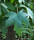 Liquidambar styraciflua. Лист. Испания, Мадрид, Королевский ботанический сад. Октябрь.