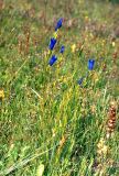 Gentiana pneumonanthe