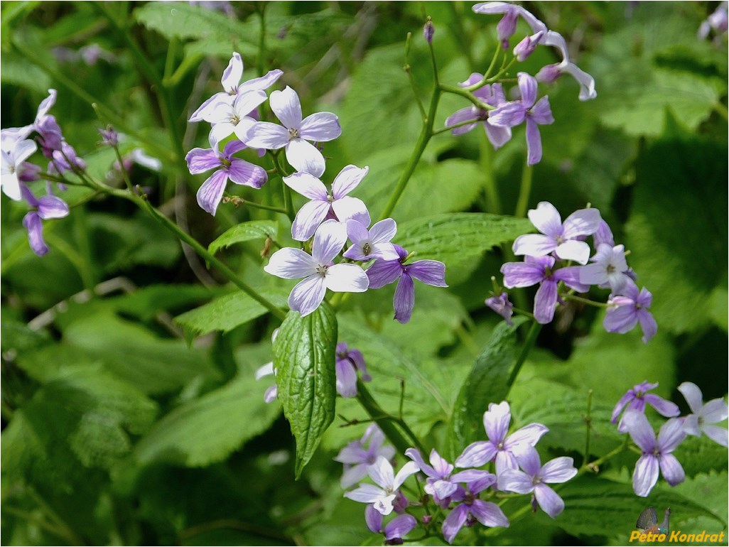 Изображение особи Lunaria rediviva.