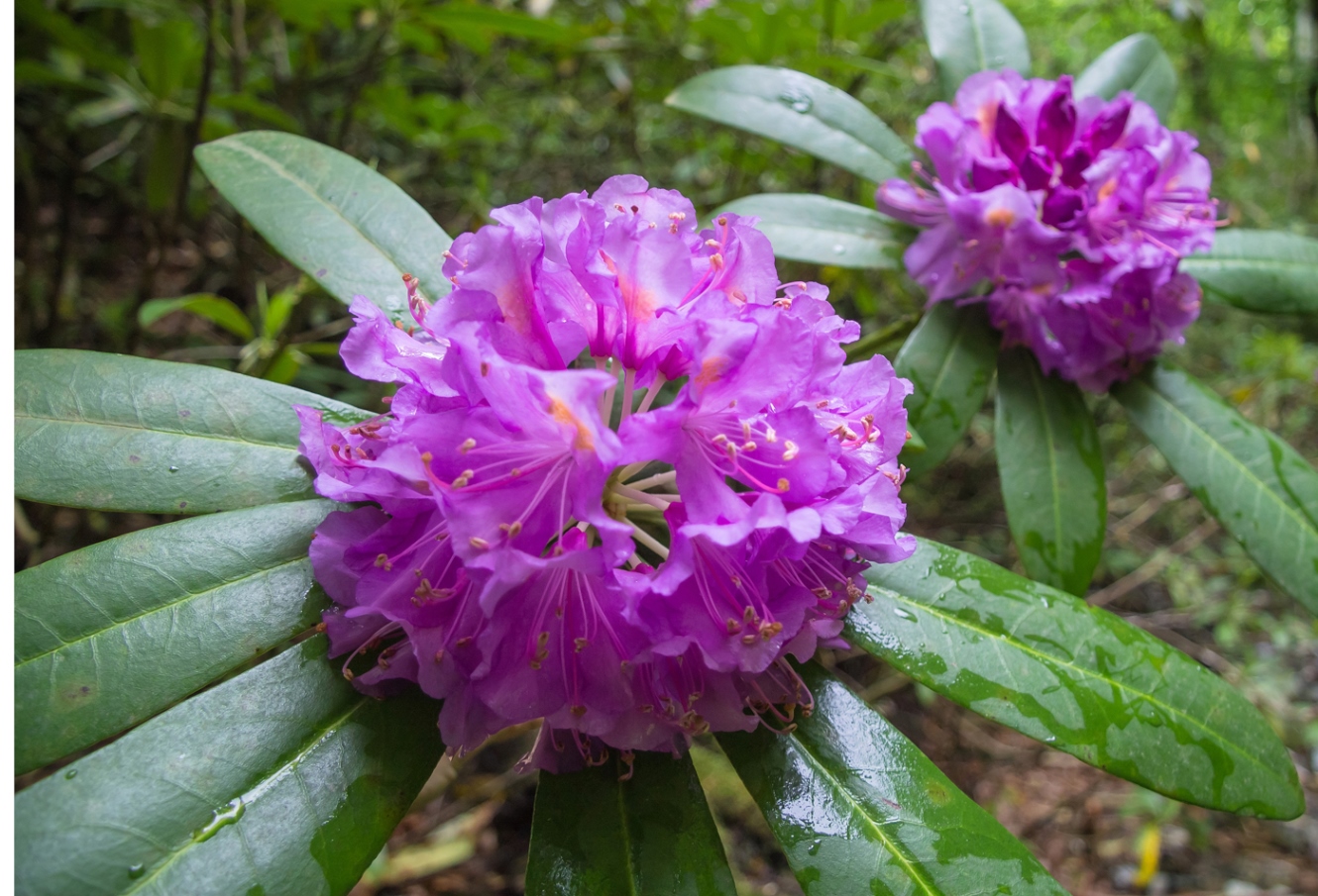 Изображение особи Rhododendron ponticum.