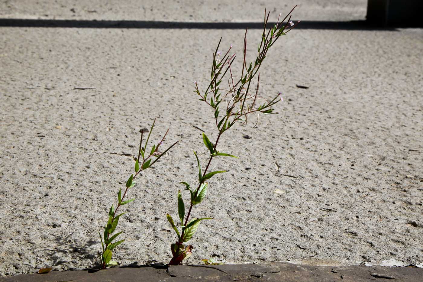 Изображение особи Epilobium adenocaulon.