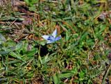 Lomatogonium carinthiacum. Цветущее растение с кормящимся насекомым. Таджикистан, Фанские горы, перевал Лаудан, ≈ 3600 м н.у.м., берег ручья. 04.08.2017.