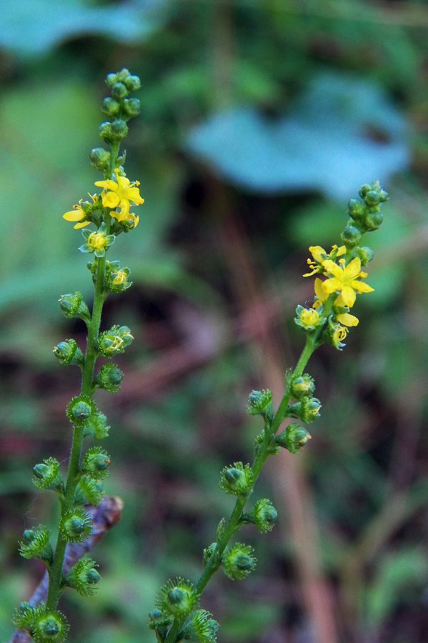 Изображение особи Agrimonia eupatoria.