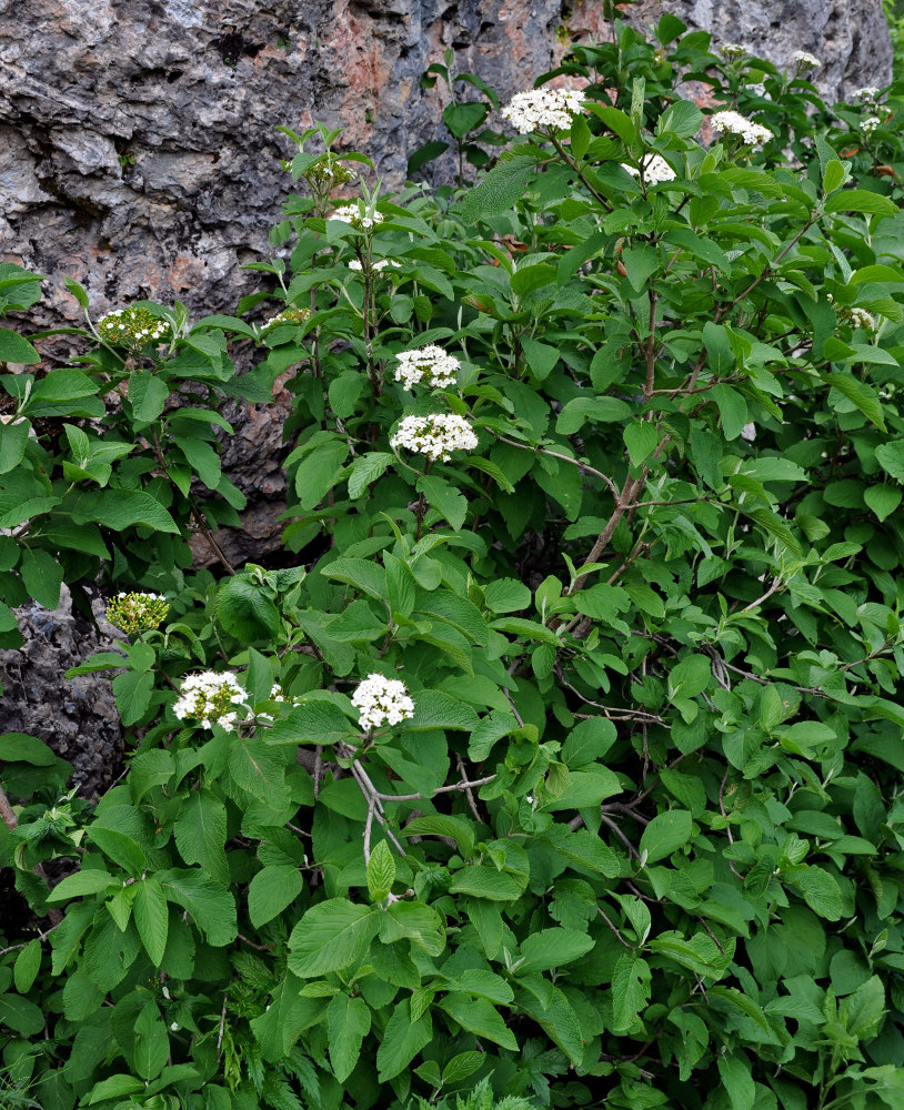 Изображение особи Viburnum lantana.