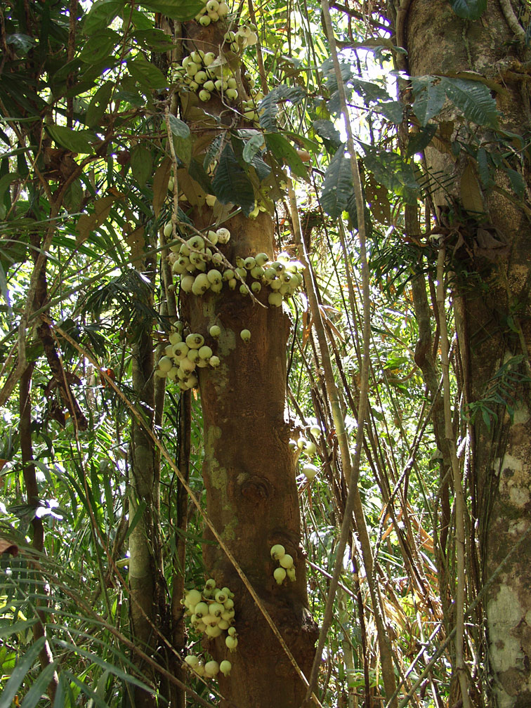 Изображение особи Syzygium cormiflorum.