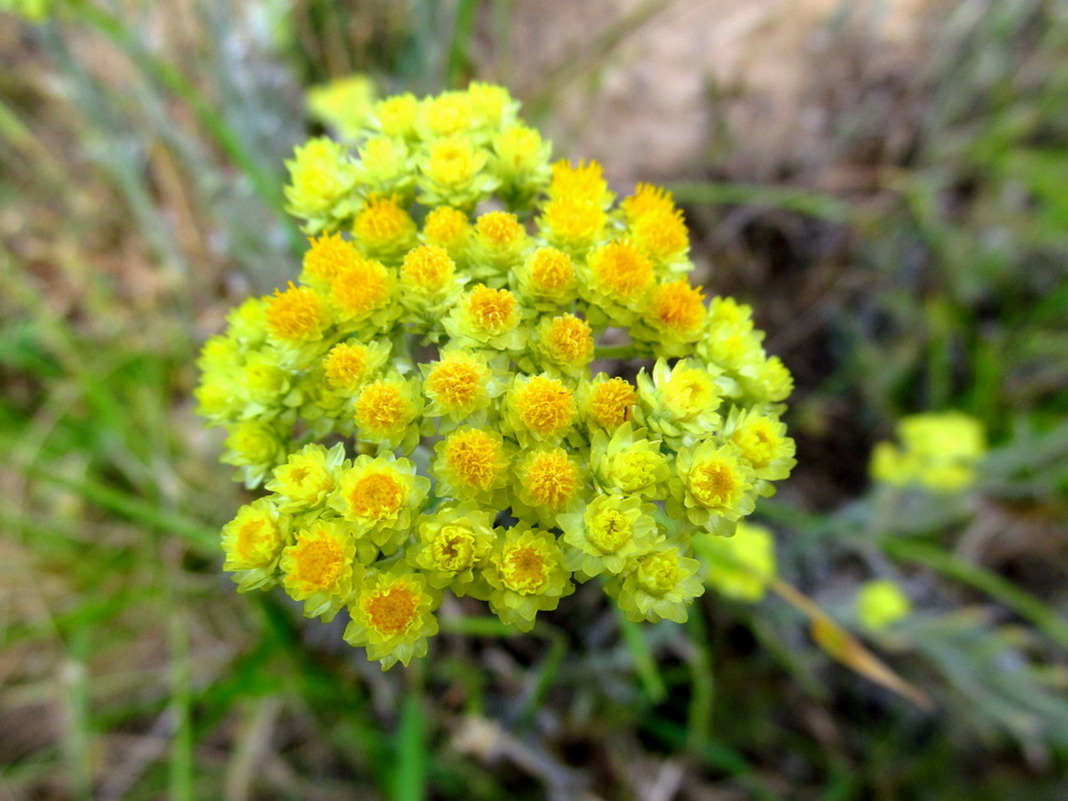 Изображение особи Helichrysum arenarium.