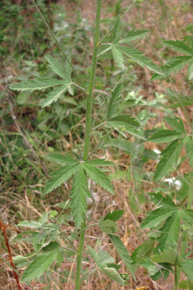 Image of Althaea cannabina specimen.