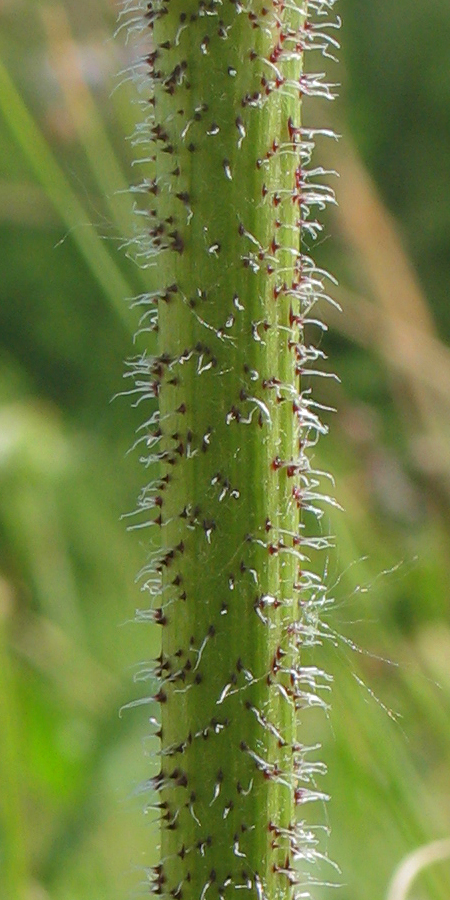 Изображение особи Trommsdorffia maculata.