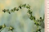 Atriplex nudicaulis. Верхушка побега с соплодиями. Кольский п-ов, Кандалакшский берег Белого моря, песчаный пляж, супралитораль. 25.07.2018.