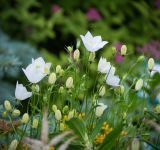 Campanula carpatica. Верхушки цветущих растений. Кировская обл., г. Киров, Ботанический сад Вятского государственного университета, в культуре. 07.07.2018.