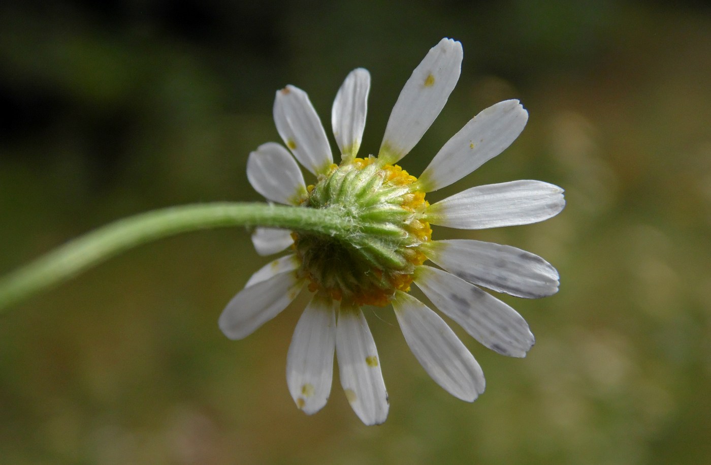 Изображение особи Anthemis cotula.