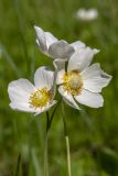 Anemone sylvestris. Цветки. Башкирия, Ишимбайский р-н, гора Куштау. 30.05.2019.