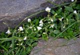 Cerastium jenisejense