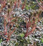 Juncus ambiguus. Плодоносящие растения в старой заросшей колее. Кольский п-ов, Восточный Мурман, пос. Дальние Зеленцы. 28.07.2010.