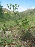 Potentilla impolita