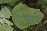 Chenopodium album